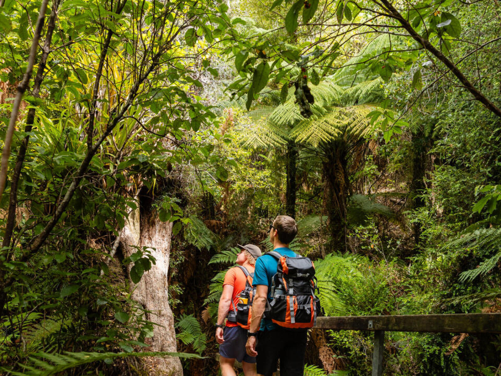 Guided walking group in Abel Tasman bush
